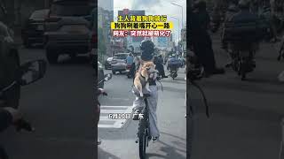 Cycling with the owner, the dog is so happy