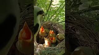 Long tailed shrike bird babies (P 43) #shorts #ytshorts #shortsvideo #shorts