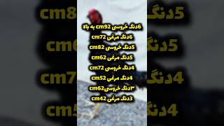 اینم تفاوت دنگ مرغی و خروسی #لاری #خروس_لاری #rooster #birds #chicken #