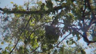 From Nest to Sky: Baby Oriole's Incredible First Flight