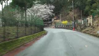 桜便り【車窓倍速】土師ダム・八千代湖周辺の、桜を見るドライブ　（安芸高田市　2023.3.26)