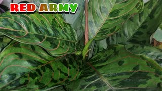 My Red army aglaonema my dalawang babies na ulit..