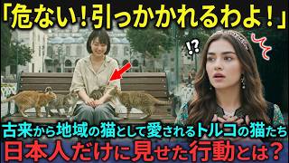 【海外の反応】「トルコ猫はアジア人には懐かない」と豪語するトルコ人の前で日本人がトルコで猫に近づいた結果【日本称賛】