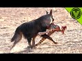 BROWN HYENA — the nightmare of cheetahs and leopards! Brown hyena vs lion and wild dogs!