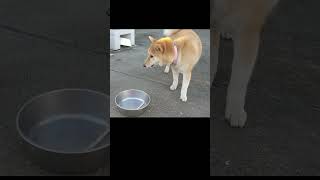 歯磨きガムを柔らかくして食べる柴犬あい #dog #shorts  #shibainu #犬