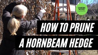 How to Prune a Hornbeam Hedge