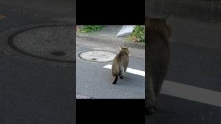 [野良猫ショート]アライグマ過ぎるキジトラ猫が可愛すぎる！[straycat]The raccoon-tailed woodpecker cat is too cute!