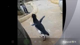 Funny Penguin Jumping Crazy