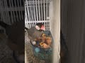 【雛文鳥の早朝４時の朝ご飯🍼】文鳥garden 2023.11.13 javabird javasparrow bird cute 文鳥