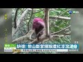 柴山斷掌獼猴遭人潑漆 抓到可罰1萬元｜華視新聞 20201126