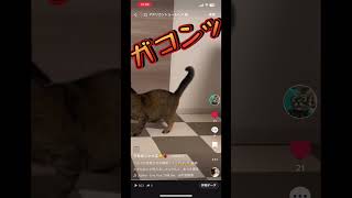 弟に厳しいボス猫 やられたことはやり返す!!  #保護猫 #ねこのいる生活 #多頭飼い #猫 #ねこ #猫好きさんと繋がりたい #アメリカンショートヘア