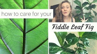 HOW TO: Fiddle Leaf Fig Care | TROUBLESHOOTING COMMON PROBLEMS