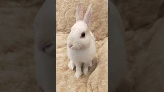 あまりにかわいく真っ白ちっちゃい生き物 #うさぎ #bunny #癒し #ネザーランドドワーフ #cute #昔