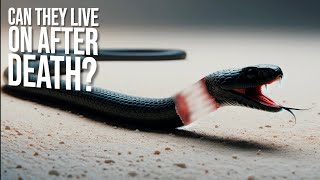 Animals That Can Live After Death