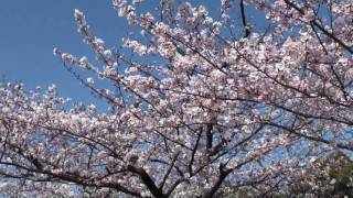 大阪城西の丸庭園の桜