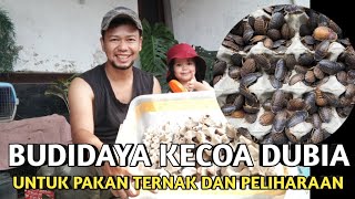 budidaya kecoa dubia, untuk pakan ternak dan peliharaan.