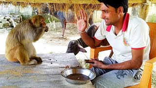 मंकी रानी की अमेजिंग वीडियो।। 😂😂Monkey Rani Walking in village home  🥗🥗