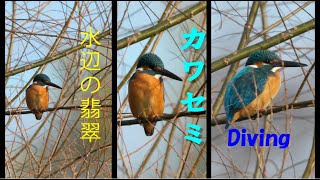 【カワセミ 　Common Kingfisher】 見る人を何度も魅了す翡翠（カワセミ）です。