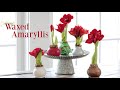 Waxed Amaryllis