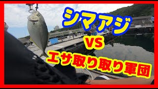 【海上釣堀】ころ太郎釣り日記　#海上釣り　#雑賀崎シーパーク【海上釣り堀】　シマアジ　VS　エサ取り軍団　大郷屋　脈釣王ロッド　穂先修理完了　ミャク釣り　暑さ対策は絶対必要　GOPRO熱暴走