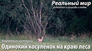 Одинокий косулёнок на краю леса. Европейская косуля (Capreolus capreolus).