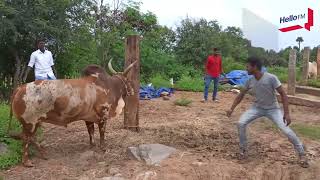 தம்மம்பட்டி ஜல்லிக்கட்டில் களம் காண தயாராகும் காளைகளும் காளையர்களும் | Thammampatti | Salem