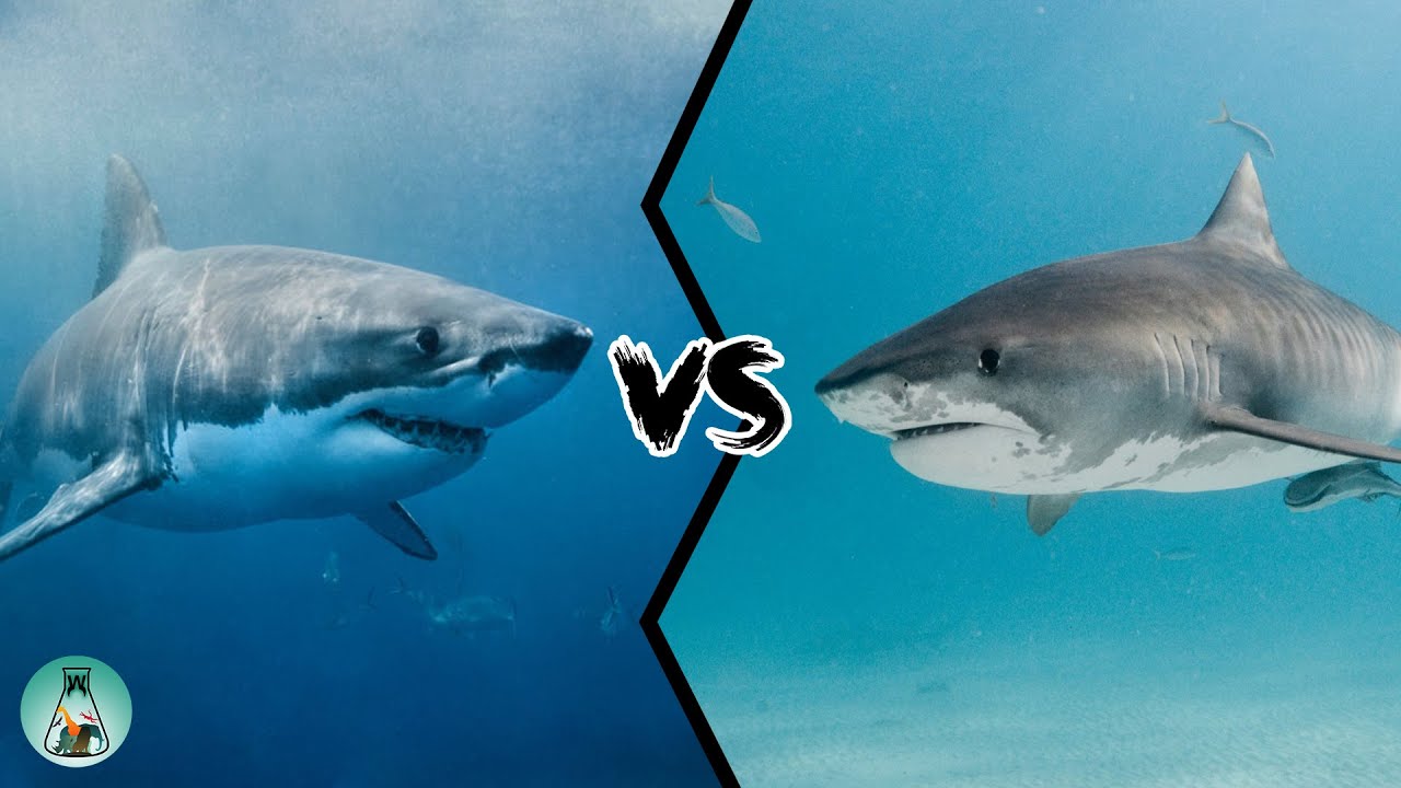 GREAT WHITE SHARK VS TIGER SHARK - Which Is The Strongest? - YouTube