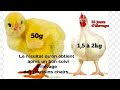 Évolution des poulets de chairs de 50g à 2kg de poids vif en 33 jour  /Evolution of broilers