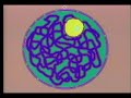 prophase the first stage of mitosis