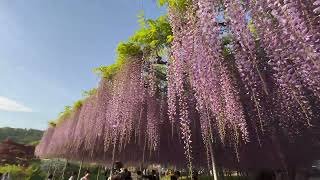 [4K] ASHIKAGA FLOWER PARK あしかがフラワーパーク- 大藤満開　見頃2023