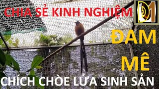 Chia sẻ kinh nghiệm nuôi chích chòe lửa sinh sản #KenhDamMe