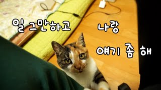 일하는 집사를 방해하는 수다쟁이 고양이