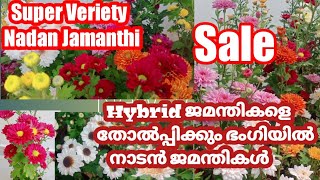 ഹൈബ്രിഡിനെ തോൽപ്പിക്കുന്ന വെറൈറ്റി നാടൻജമന്തികൾ വേണ്ടവർ വേഗം വന്നോളൂ NadanJamanthi sale/RIZA'Z VIBES