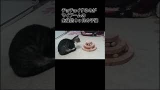 おもちゃでチョイチョイがマイブームの子猫【#shorts #猫 #cat 】