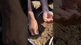 How To Grow Tinda || round melons #shorts #viralshorts #gardeningshorts