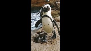 躍動感溢れるケープペンギン達。[京都水族館]#short