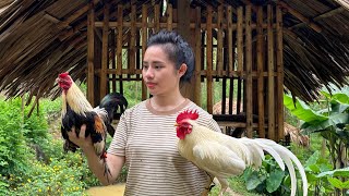 Building a house for bantam chickens - the process from start to finish