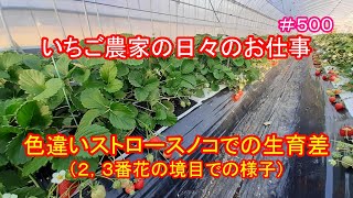 色違いストロースノコでの生育差（２，３番花の境目での様子）　いちご農家の日々のお仕事　＃５００