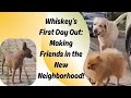 The Dog Welcoming: A Labrador’s New Tiny Friends #dog life #dogs #래브라도 #반려견일상 #강아지 #pets #동물친구 #동물다큐