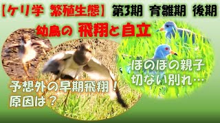 【ケリ学 繁殖生態】第3期 育雛期 後期 ”幼鳥の飛翔と自立”