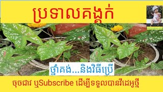 @ប្រទាលគីង្គក់ ថ្នាំគង់ស្បែក,ការពារអំពើ/រកស៊ីមានបាន/Lucky plants/khmer#