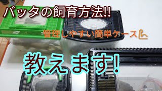 ［バッタ飼育方法］貴方もバッタを飼ってみませんか?