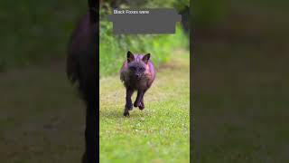 Black Fox #blackfox #fox #widlife #redfox #shorts #viral #black #silverfox