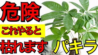 【観葉植物の育て方】パキラを枯らさない為に必要なたった一つの育て方のポイント【ガーデニング】パキラの育て方、観葉植物の水やりの方法