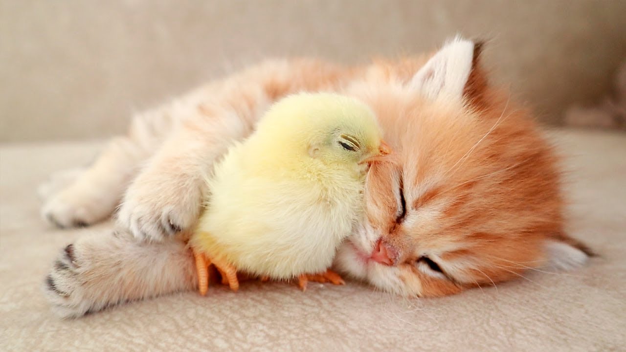 Kitten Sleeps Sweetly With The Chicken 🐥 - YouTube