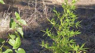 Anti-heat Hedges. Is it possible to grow bamboo in the Mediterranean climate zone?