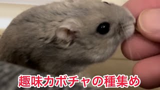 【趣味カボチャの種集め】ハムスターのいる暮らし