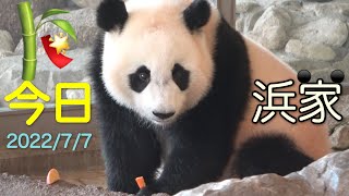 【今日7/7七夕🎋の浜家🐼良浜🍯フリーズおすましポーズ🌟】永明👑七夕プレゼント/楓浜🍁桜浜🌸桃浜🍑 #ぽめぱん #PandaChannelbypomeranianfilm