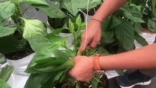 Hydrophonic cultivation of colour capsicum -first pruning