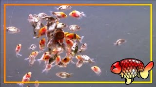 Ranchu fry timelapse /Zeitraffer